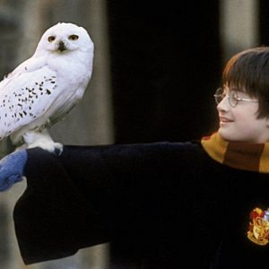 Hedwig
