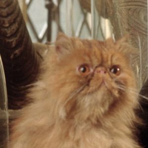 Crookshanks